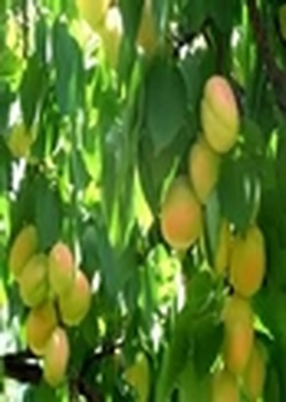 صدور گواهی بهداشتی برای صادرات گل و گیاهان زینتی از مازندران به خارج از کشور