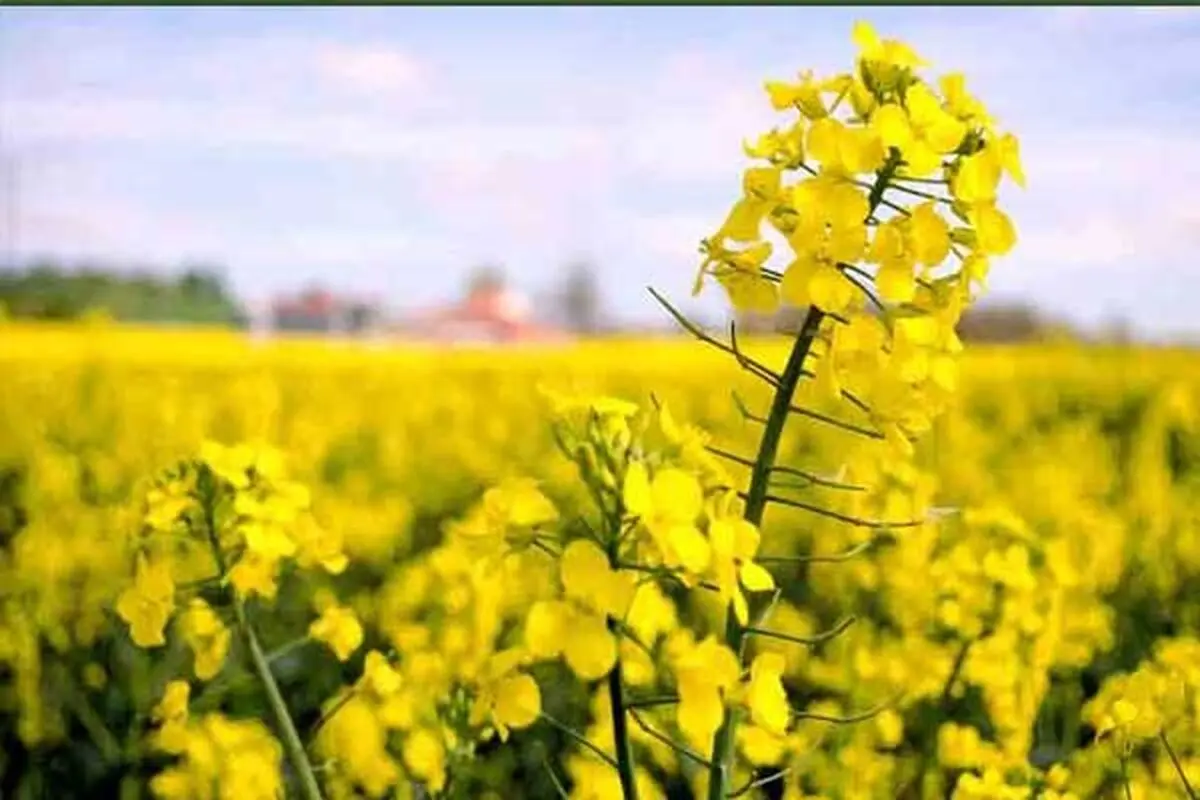 پیش‌بینی افزایش ۷۰ هزار تنی تولید کلزا در کشور