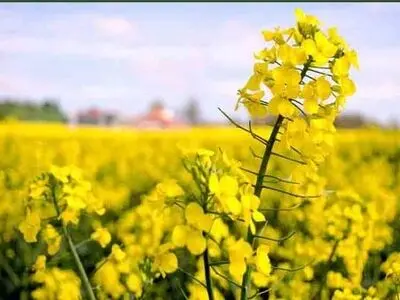 پیش‌بینی افزایش ۷۰ هزار تنی تولید کلزا در کشور