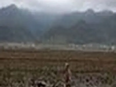 شخم زمستانه ۹ هزار هکتار از شالیزارهای گیلان آغاز شد.