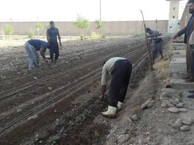 مجهز شدن ۵ هکتار اراضی کشاورزی زندان دزفول به سیستم آبیاری قطره ای