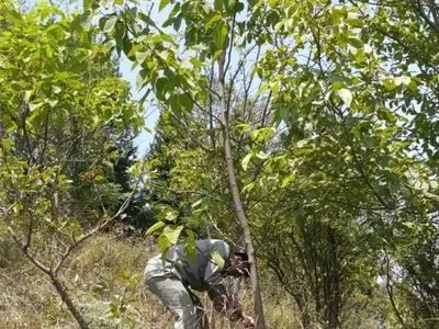 باغ بزرگ پرورش درختان مهاجم پالونیا در آستارا پاکسازی و امحاء شد