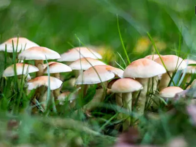 ماجرای مسمومیت عجیب یک خانواده در شیراز
