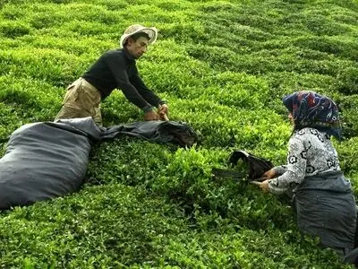 پرداخت ۲۵۱ میلیارد تومان دیگر از مطالبات چایکاران شمال کشور