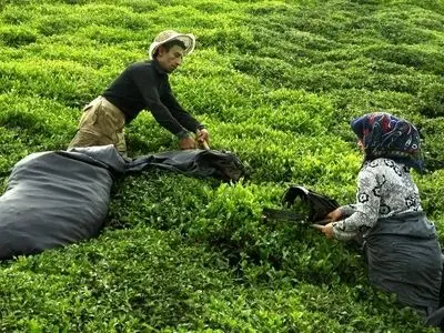 پرداخت ۲۵۱ میلیارد تومان دیگر از مطالبات چایکاران شمال کشور