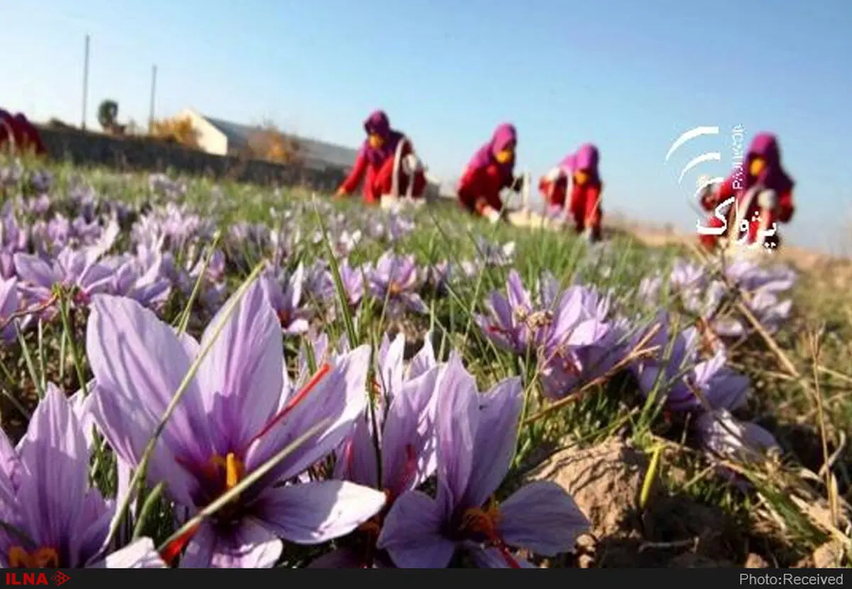 انجام کشت مکانیزه زعفران در مزارع کشاورزی شهرستان بوئین زهرا