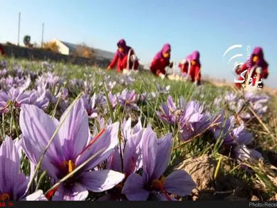 شورای ملی زعفران وظیفه خرید و فروش زعفران را ندارد/ اول در مدیریت داخلی موفق شویم بعد‌،حرف از جهانی شدن بزنیم  