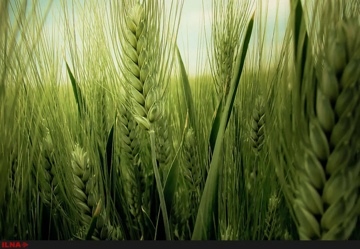 شهرستان فاریاب با پتانسیل و ظرفیت بالای طبیعی متفاوت از جنوب استان کرمان