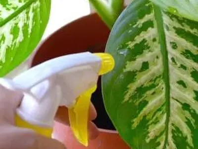 چگونه برگ های گیاهان را تمیز کنیم؟