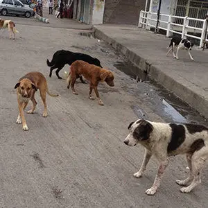 فعالیت ۵ اکیپ جمع آوری سگ‌های بلاصاحب در سطح شهر ارومیه