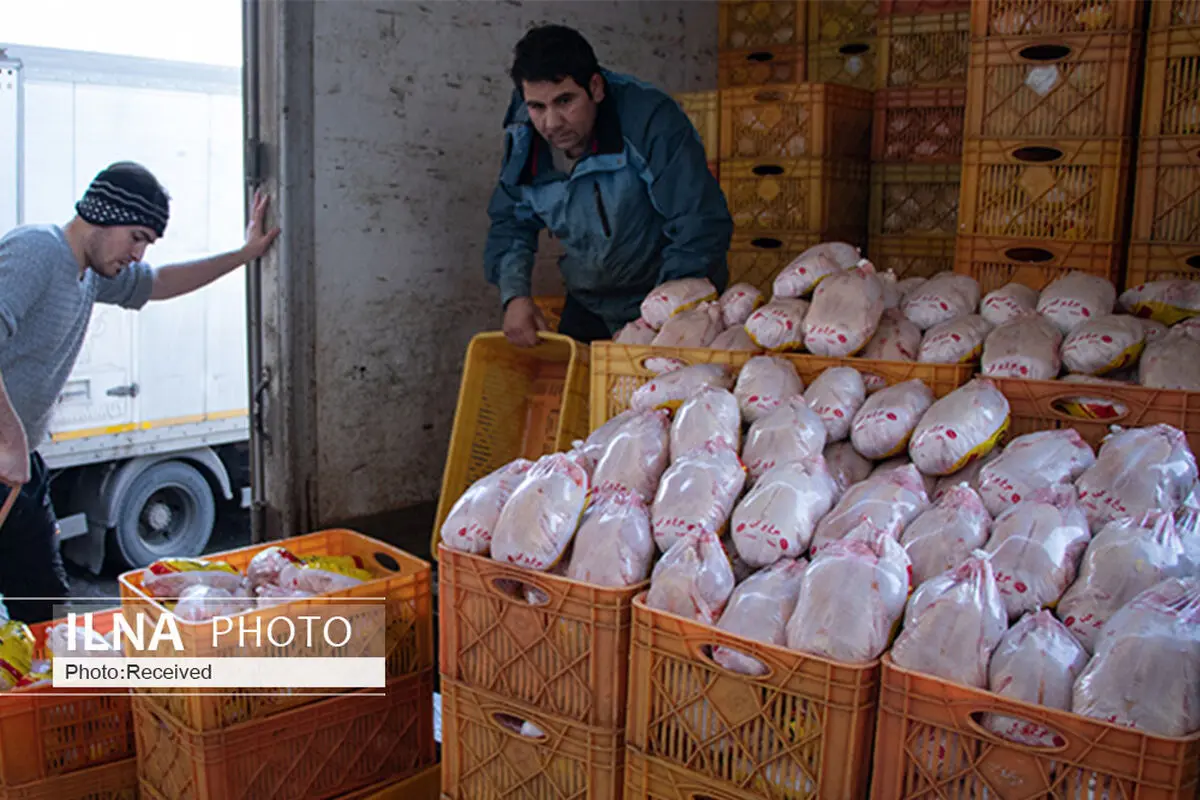 صدور دستور قضایی برای ترخیص فوری ۱۰۰۰ تن مرغ وارداتی از بندر شهید رجایی بندرعباس