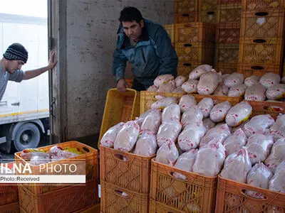 صف های خرید مرغ، نتیجه بی‌تدبیری دولت است 