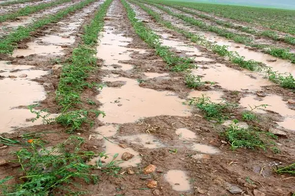 بارش‌های اخیر ۵۷۰۰ میلیارد ریال به کشاورزی کرمانشاه خسارت زده است