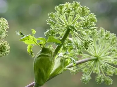 نسخه گیاهی مناسب برای مشکلات روده تحریک پذیر
