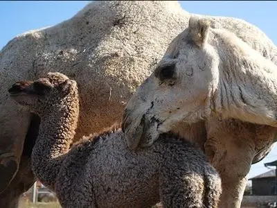 تولید سالانه ۱۸۱ تن گوشت شتر در فارس