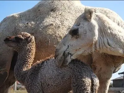 تولید سالانه ۱۸۱ تن گوشت شتر در فارس
