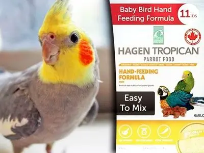 معرفی بهترین سرلاک‌ ها برای عروس هلندی