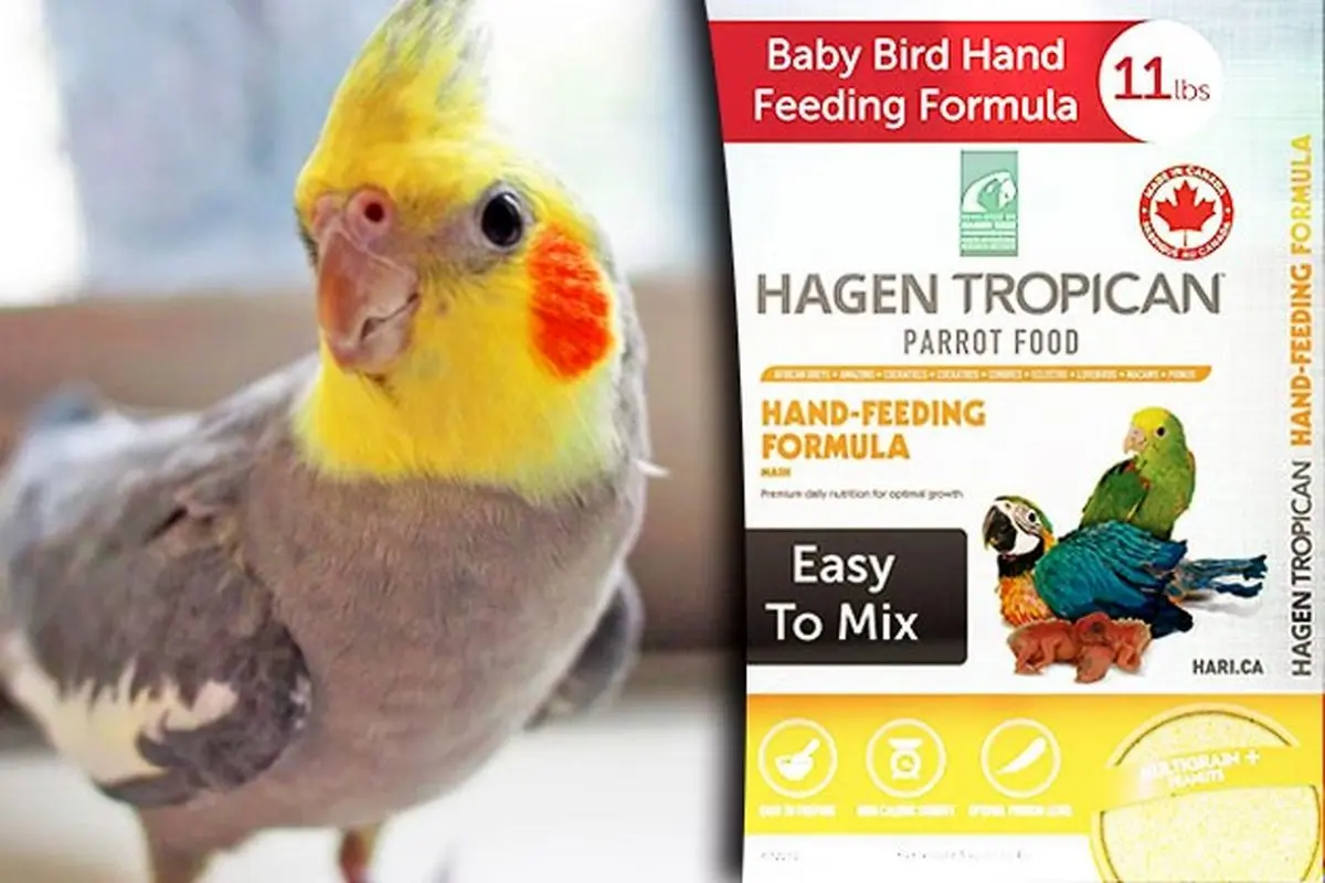 معرفی بهترین سرلاک‌ ها برای عروس هلندی