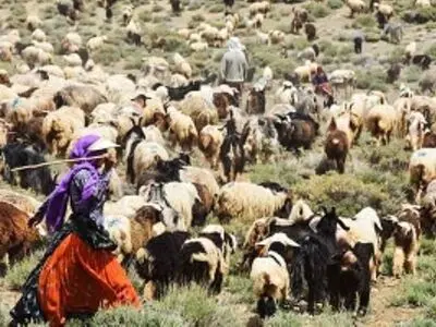 تولید 25درصد گوشت قرمز، 38درصد دام سبک، 35درصد صنایع دستی کشور توسط عشایر/ رشد 20درصدی در تولید گوشت عشایر، باعث خودکفایی کشور در گوشت قرمز می‌شود

