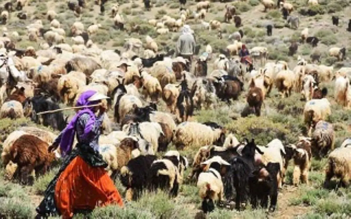 تولید 25درصد گوشت قرمز، 38درصد دام سبک، 35درصد صنایع دستی کشور توسط عشایر/ رشد 20درصدی در تولید گوشت عشایر، باعث خودکفایی کشور در گوشت قرمز می‌شود

