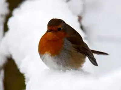 پرندگان زمستان را چگونه می‌گذرانند؟