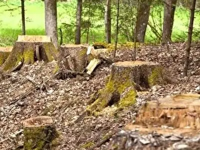 دستگیری قاچاقچی حرفه‌ای هنگام قطع درختان در منطقه حفاظت شده شهرستان تالش