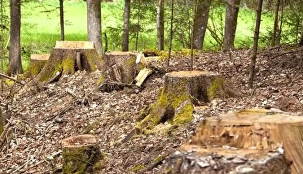 دستگیری قاچاقچی حرفه‌ای هنگام قطع درختان در منطقه حفاظت شده شهرستان تالش