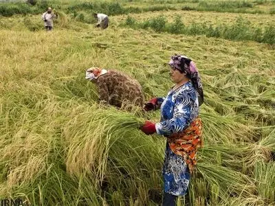روزانه ۵۰۰۰ تن برنج توسط تجار و بازرگانان خریداری می‌شود