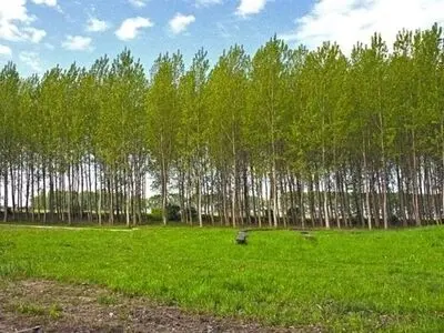 پس از پژوهش‌های 30 ساله؛ معرفی ارقام صنوبر سریع‌الرشد در استان خراسان شمالی