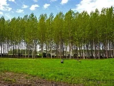 پس از پژوهش‌های 30 ساله؛ معرفی ارقام صنوبر سریع‌الرشد در استان خراسان شمالی