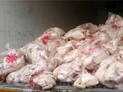 شناسایی محموله 1300 کیلوگرمی قطعات مرغ فرآوری شده غیربهداشتی در اراک 