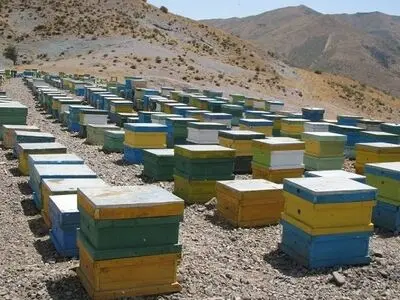 تولید سالانه ۶۱۸ تن عسل در شهرستان تبریز