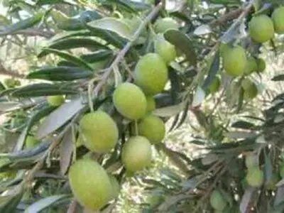 مبارزه با مگس مدیترانه ای در ۷۰۰ هکتار از باغات زیتون رودبار