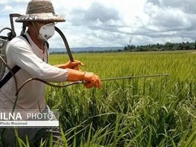 پایش ۱۶ هزار هکتار از مزارع ذرت قزوین برای مهار برگ‌خوار پاییزه