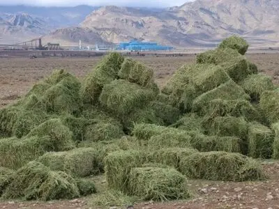 نخستین محموله علوفه در پارک ملی قطرویه توزیع شد