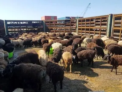 سیاست وزارت کشاورزی برای واردات بره پرواری/ اعلام نرخ گوسفنده زنده