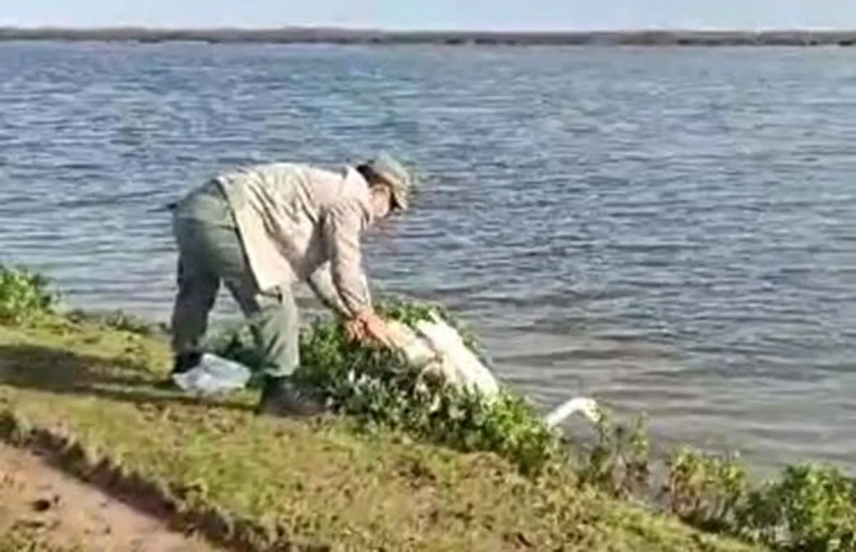 رهاسازی قوی گنگ گرفتار در تله صیادان غیرمجاز در تالاب بوجاق کیاشهر
