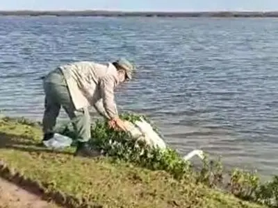رهاسازی قوی گنگ گرفتار در تله صیادان غیرمجاز در تالاب بوجاق کیاشهر