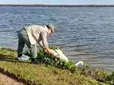 رهاسازی قوی گنگ گرفتار در تله صیادان غیرمجاز در تالاب بوجاق کیاشهر