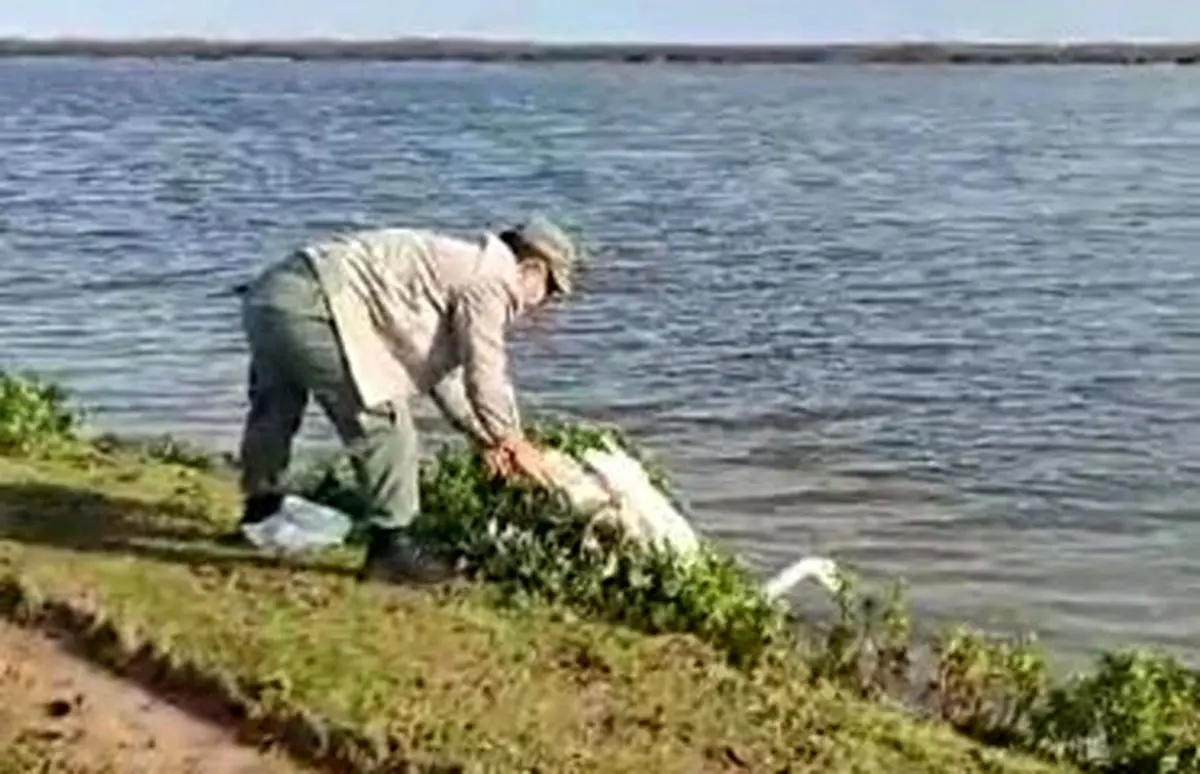 رهاسازی قوی گنگ گرفتار در تله صیادان غیرمجاز در تالاب بوجاق کیاشهر