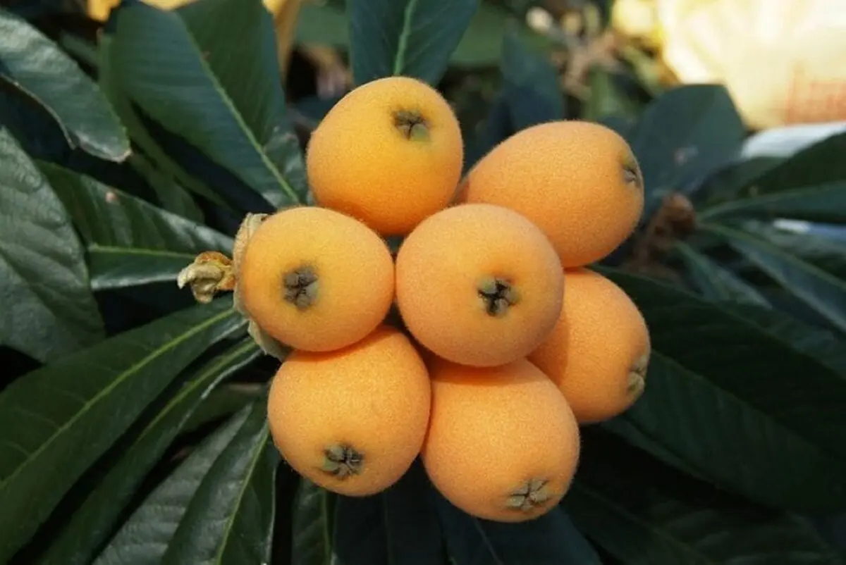 برداشت ازگیل ژاپنی یا انبوه در گیلان