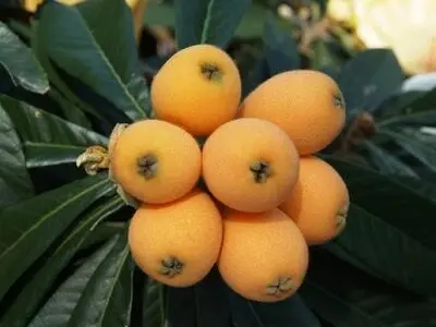 برداشت ازگیل ژاپنی یا انبوه در گیلان