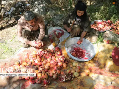  برداشت انار در هورامان کردستان ( روستای ژیوار)