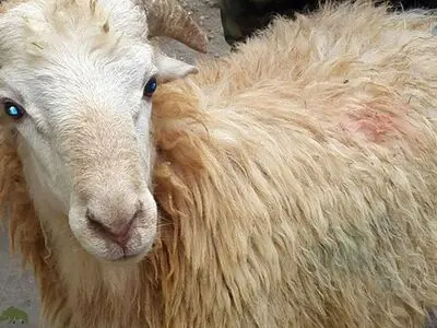قیمت هر کیلو گوشت دام زنده در عید قربان تا ۳۳۵ هزار تومان