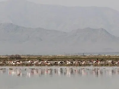 میزبانی تالاب کمجان از کوچ پرندگان