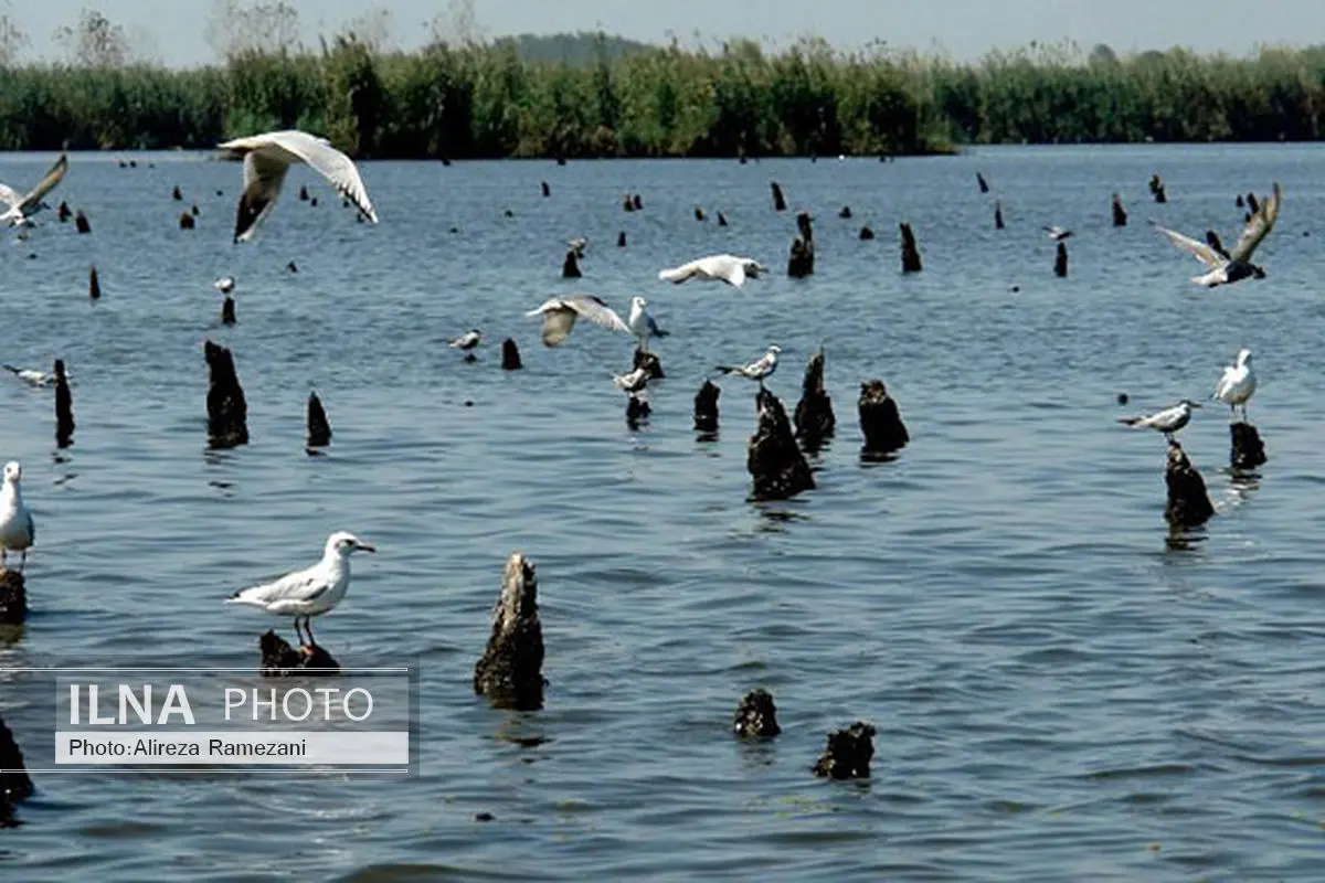 هنوز هیچ مجوزی برای شکار پرندگان صادر نشده است