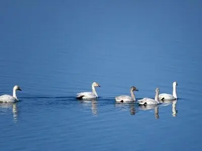 آغاز سرشماری پرندگان مهاجر آبزی و کنار آبزی استان اردبیل