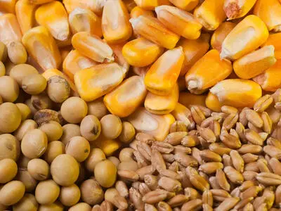 تحویل مدت‌دار نهاده دامی به مرغداران تصویب شد