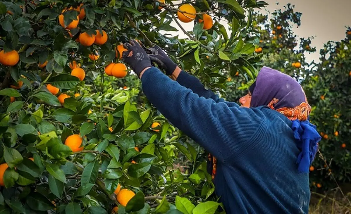 آغاز برداشت پرتقال نوبرانه در نکا