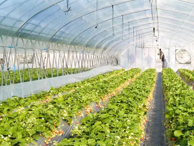 تخصیص سوخت یارانه ای به گلخانه داران خوزستانی